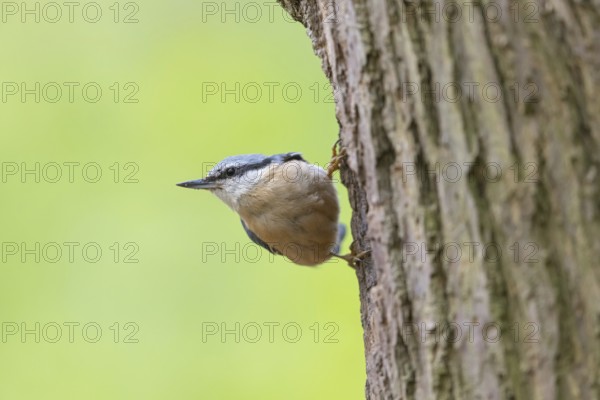 Eurasian nuthatch (Sitta europaea), Sittelle torchepot, Trepador Azul, Neustadt an der Weinstraße