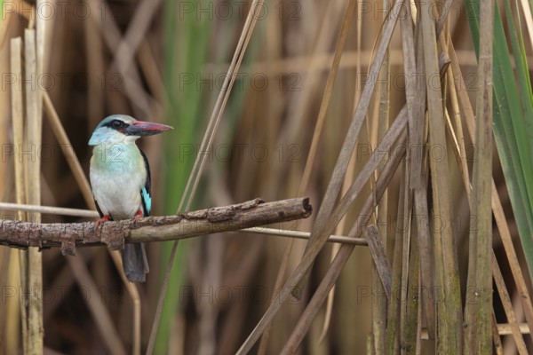 Kingfisher, (Halcyon malimbica), kingfisher family, perching bird, Africa, Gambia, Kotu creek canoe