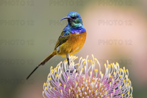 Orange-breasted sunbird (Anthobaphes violacea), Nectarinia violacea, Orange-breasted Sunbird,