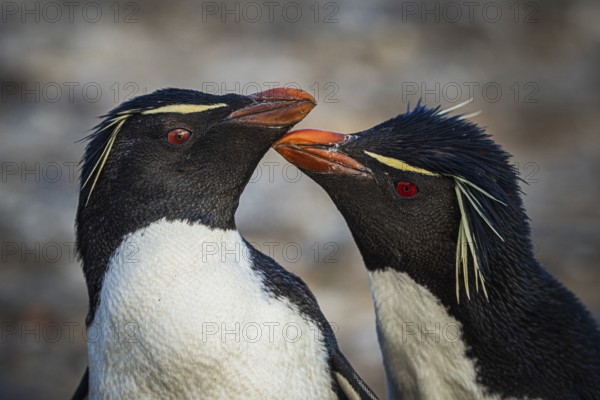 Rockhopper penguins (Eudyptes chrysocome) courting, Pebble Island, Falkland Islands, Great Britain,