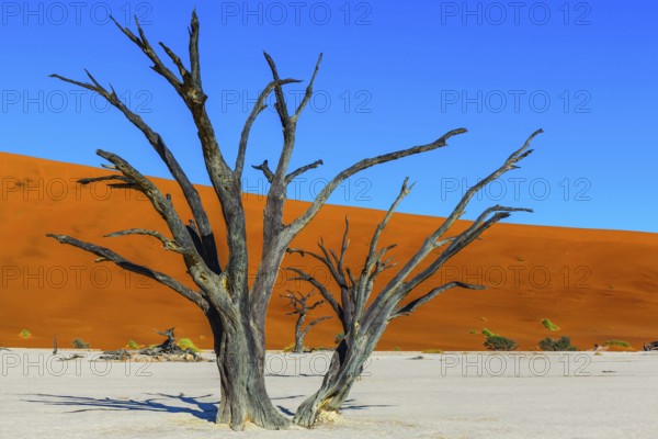 Clay plateau in the part of the Namib Naukluft desert. Sunny morning. Dead lake with dead trees.