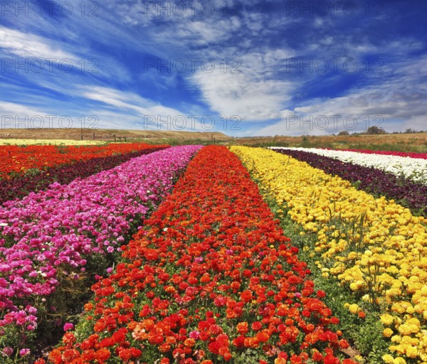Field of multi-colored decorative buttercups Ranunculus Bloomingdale. Flowers planted with broad