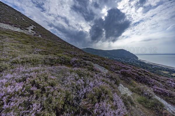 Purple flowering heather with heather (Erica) on the coast with mountains in the background on the