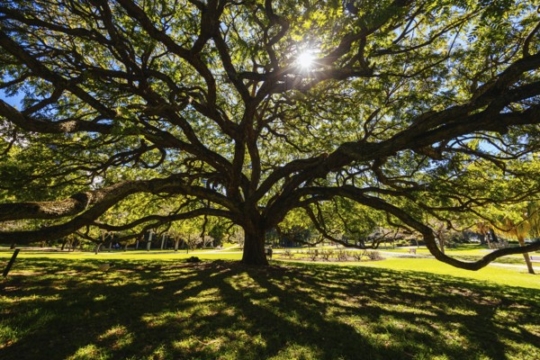 BRISBANE, AUSTRALIA - JULY 29 2023: City Botanic Gardens on a clear winter's day in Brisbane,