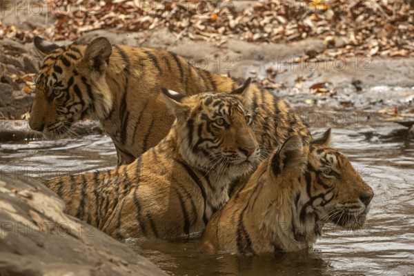 Close up of a three tigers in a waterhole Wild mother tiger sitting in water with her two sub adult