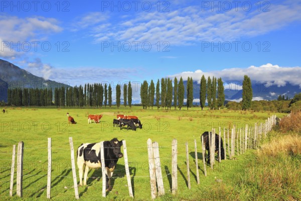 Rural idyll in Chilean Patagonia. Orange and black cow grazing on grass field. Field fenced low