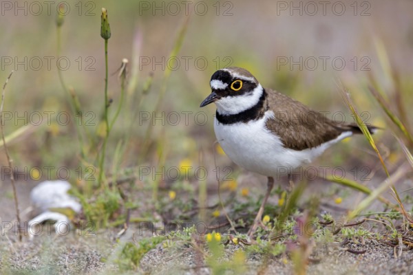 Little Ringed Plover, Little Ringed Plover, (Charadrius dubius), plover family, biotope, foraging,