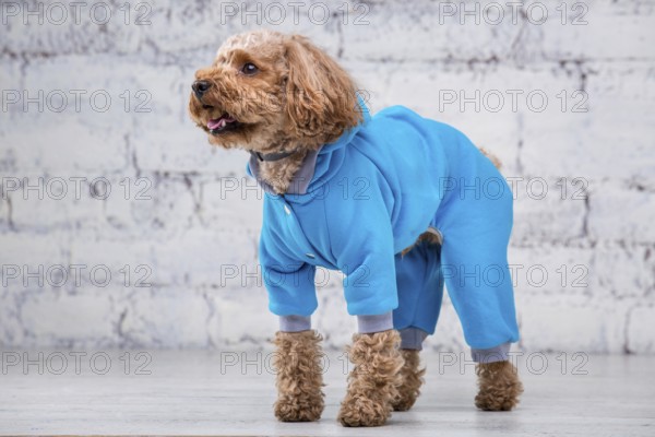 Small funny dog of brown colour with curly hair of toy poodle breed posing in clothes for dogs.