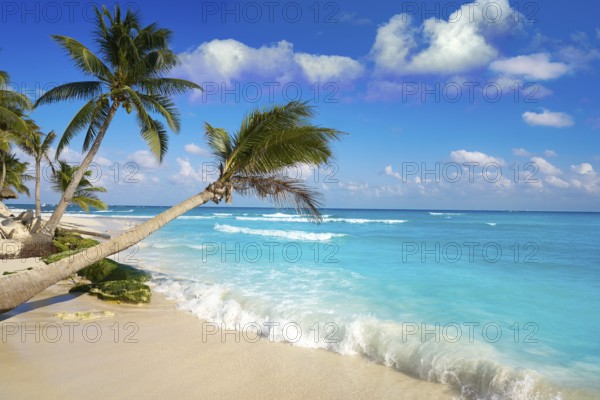 Playa del Carmen beach palm trees in Riviera Maya Caribbean of Mexico