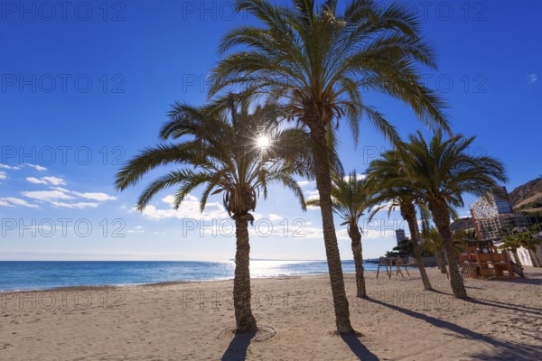 Alicante San Juan beach of La Albufereta with palms trees in Mediterranean Spain