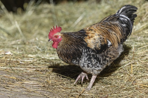 Free-ranging barnyard rooster with colorful plumage, outdoor breeding. Bas-Rhin, Collectivite