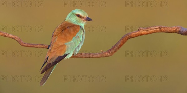 European roller (Coracias garrulus), on a perch