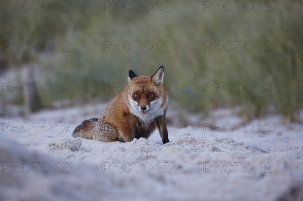 Red fox, Vulpes vulpes, on Darßer Weststrand, Western Pomerania Lagoon National Park,