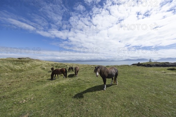 Brown horses grazing in a green meadow by the sea with Twr Mawr Lighthouse in the background, Ynys
