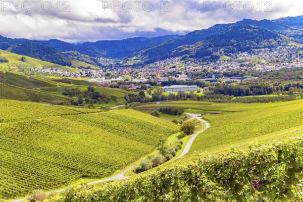 Germany. The even rows of grape bushes are picturesquely illuminated by the autumn sun. The