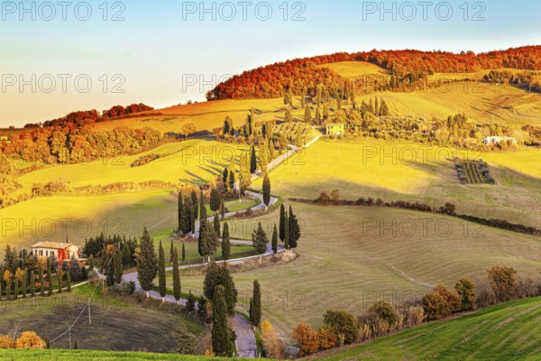 Italy. Slender cypress trees adorn and frame the roads. Wonderful warm sunny day in late autumn.