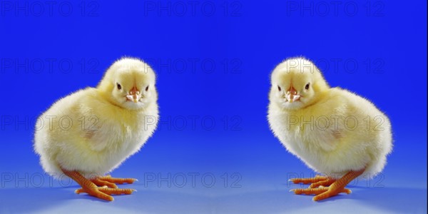 Young hen, chick, studio shot, symbol photo, Easter, two, photo montage studio shot, Lower Saxony,