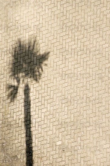 Aerial view and top view of a car park on the beach where a palm tree casts a shadow