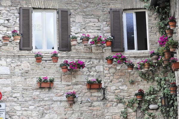 Assisi, Umbria, Italy, Europe, stone wall decorated with numerous flower pots in warm colours,