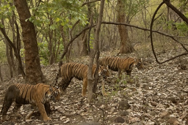 Three tigers, a mother and two nearly full grown cubs walking in the green forests of Ranthambhore