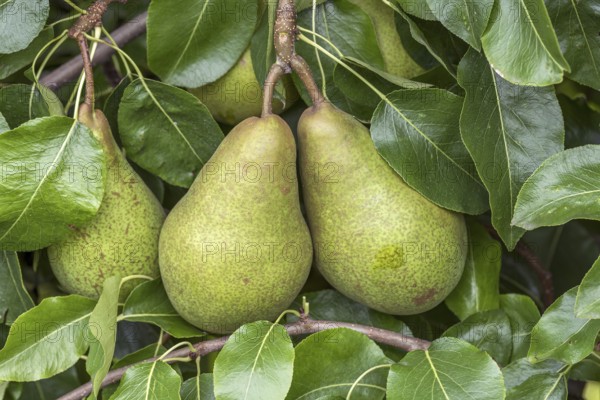 Pear (Pyrus communis 'Nouveau Poiteau'), Bundessortenamt Prüfstelle Wurz, Germany, Europe