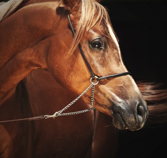 Portrait of young arabian colt at black background