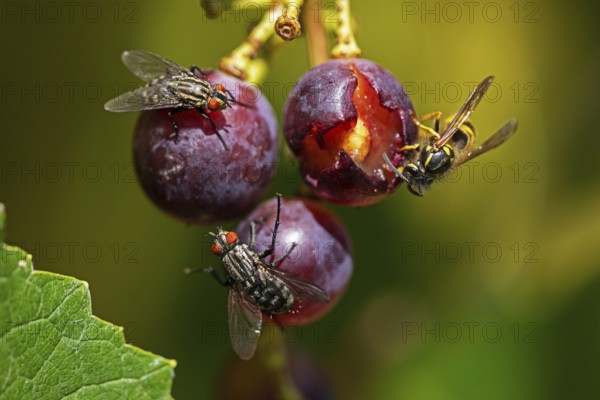Sarcophaga carnaria and common wasp feeding on grapes, Baden-Württemberg, Federal Republic of
