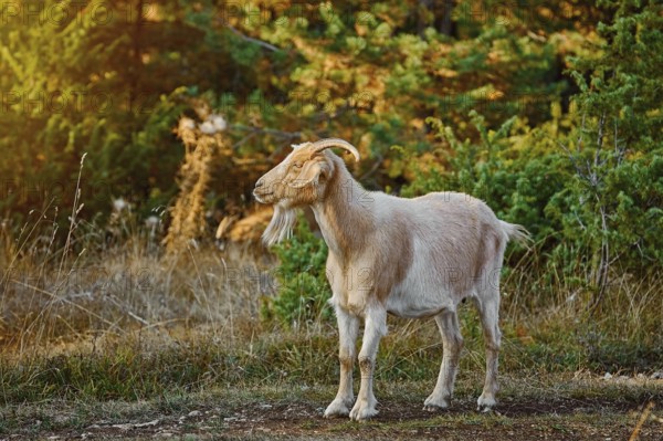 Domestic Goat with Horns (Capra Aegagrus Hircus) Yagodina, Devin, Bulgaria, Europe