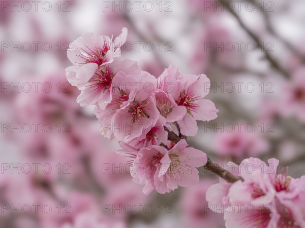 Peach blossoms (Prunus persica), Gimmeldingen, Neustadt an der Weinstraße, Rhineland-Palatinate,