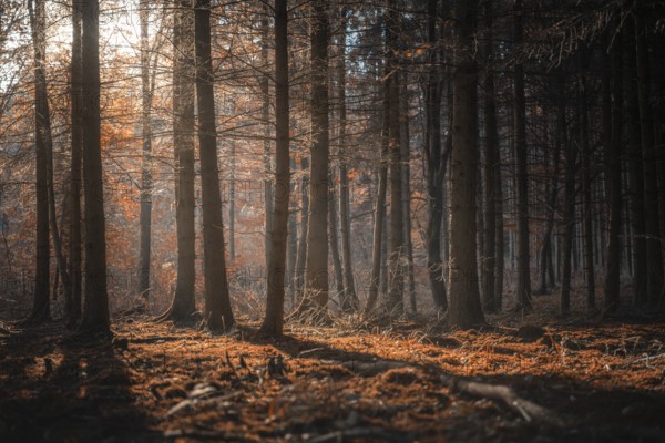 Fall scenery with a shadowed forest and beam of light from the morning sun, shining through autumn