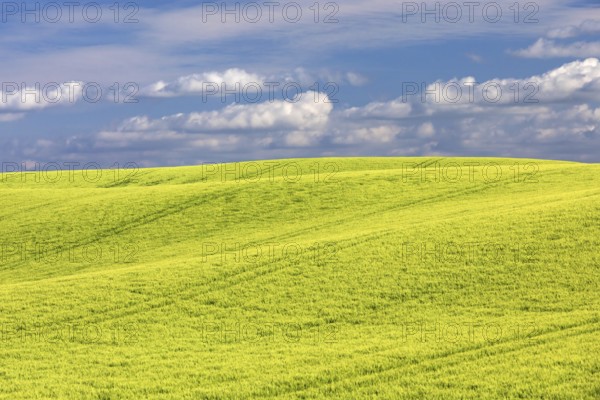 Field of barley in spring in the Holsteinische Schweiz in the district of Plön in