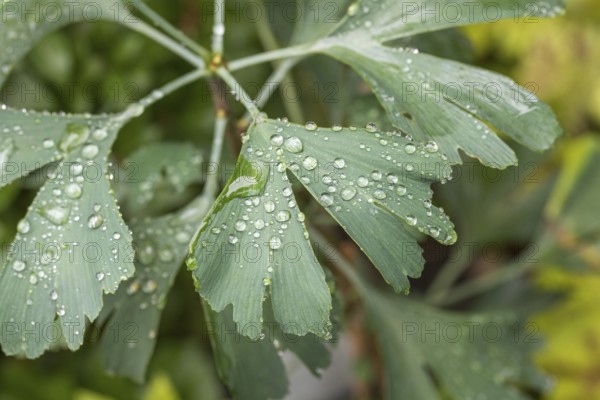 Maidenhair tree (Ginkgo biloba), An den Dorfwiesen 9, Germany, Europe