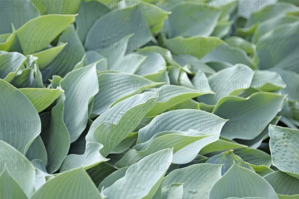 Grey-blue hosta (Hosta 'Krossa shelf'), Prillwitz Castle Park, Przelewice, West Pomerania, Poland,