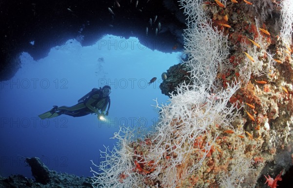 Diver under coral overhang, Maldives, Indian Ocean, Ari Atoll, Asia