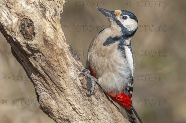 Great Spotted Woodpecker (Dendrocopos major) on a branch in the forest. Bas-Rhin, Alsace, Grand