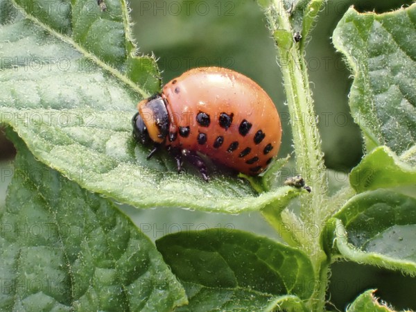 Larva of a Colorado potato beetle (Leptinotarsa decemlineata), Lower Rhine, North Rhine-Westphalia,