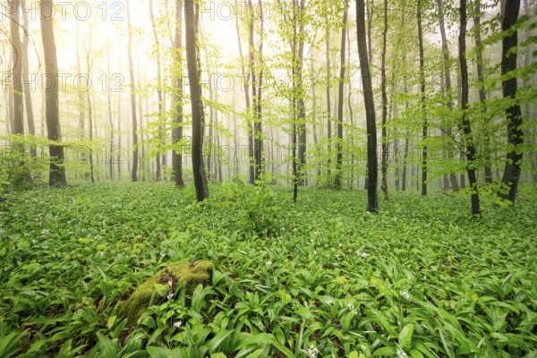A forest illuminated by sunlight shining through the green leaves and creating a fresh atmosphere,