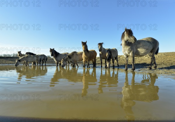 Gray and dun-colored wild horses in winter coat drinking water at the waterhole, Merfelder Bruch,