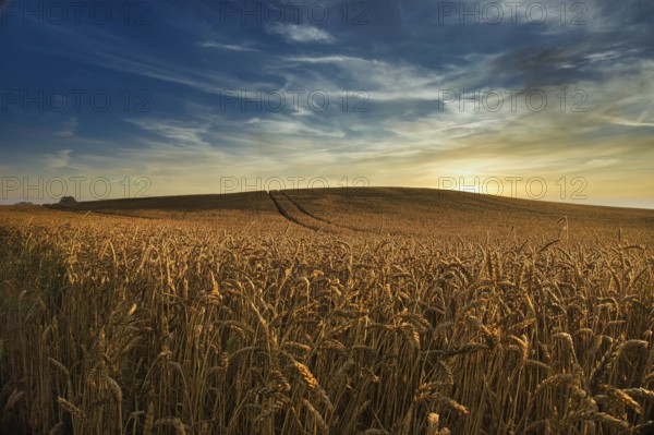 Field of ripening ears of golden wheat at sunset backlit by the sun as it drops below the horizon
