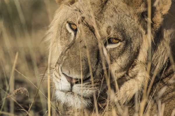 Adult, africa, african, animal, background, big, carnivore, cat, closeup, creature, danger,