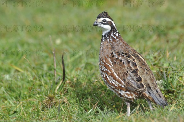 Male Northern Bobwhite, Virginia Quail or Bobwhite Quail, Colinus virginianus, a ground-dwelling