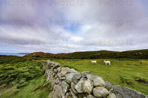 Hilly landscape with green meadows, sheep and stone wall, dry stone wall on the edge of Snowdonia
