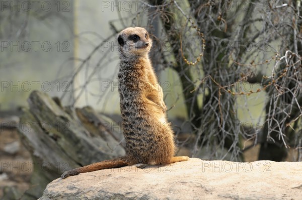 Meerkat standing on a rock, surrounded by vegetation, meerkat or suricate (Suricata suricatta),