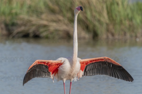 Greater Flamingo in courtship (Phoenicopterus roseus) in a swamp in spring. Saintes Maries de la