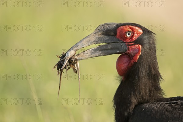 Close up of a Southern Ground Hornbill carrying snakes and other reptiles in the beak to the nest