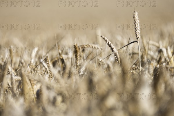 Ripe, golden ears of wheat stand close together in a sun-drenched cornfield, Coxhill,