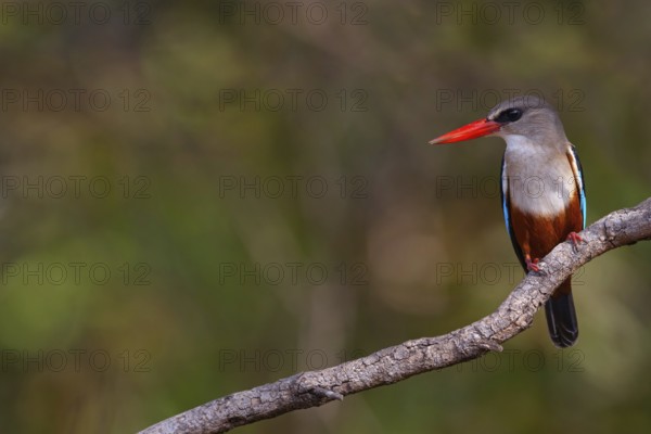 Grey-headed Kingfisher, Grey-headed Kingfisher, Tendaba camp / Tendaba photo hid, Kwinella, South