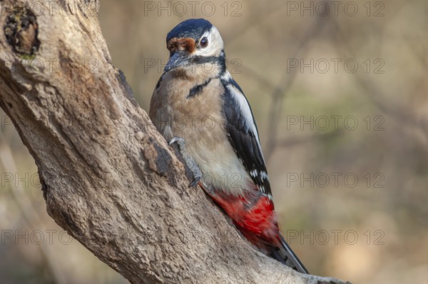 Great Spotted Woodpecker (Dendrocopos major) on a branch in the forest. Bas-Rhin, Alsace, Grand