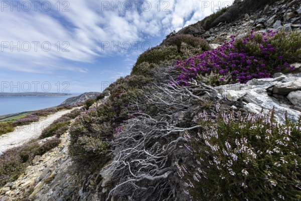 Rocky landscape with purple flowering heather (Erica) and steep cliffs by the sea in sunshine on
