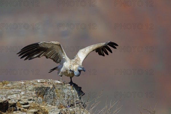Cape Vulture, also cape griffon (Gyps coprotheres), Giant's Castle Hide, KwaZulu-Natal, South